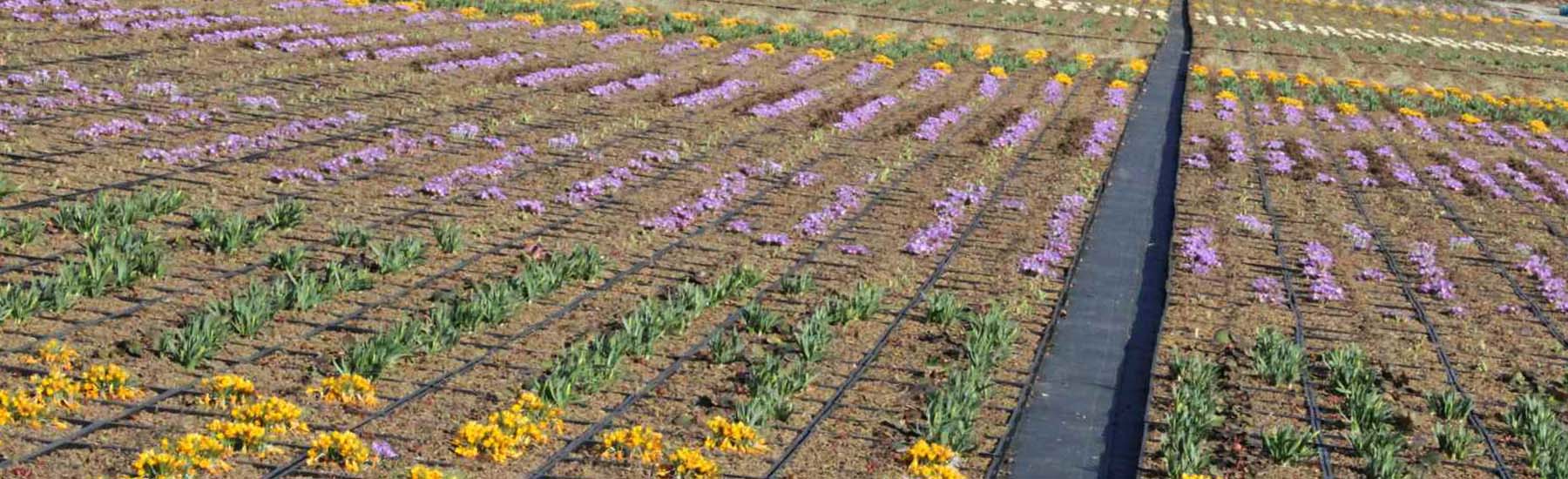 SellanaProduktion